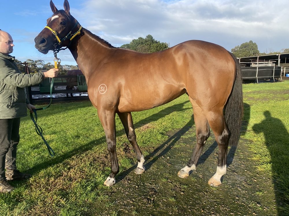 Zousinger (AUS) - Image 3