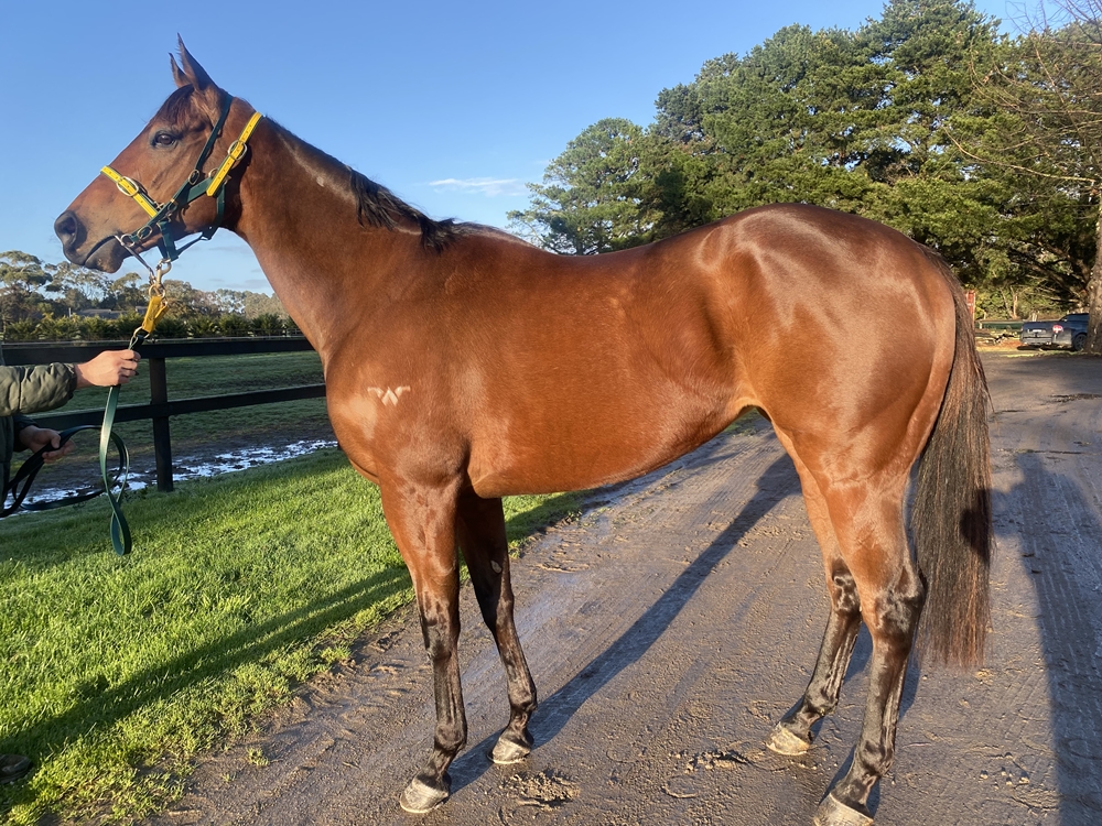 Beour Bay (AUS) - Image 2