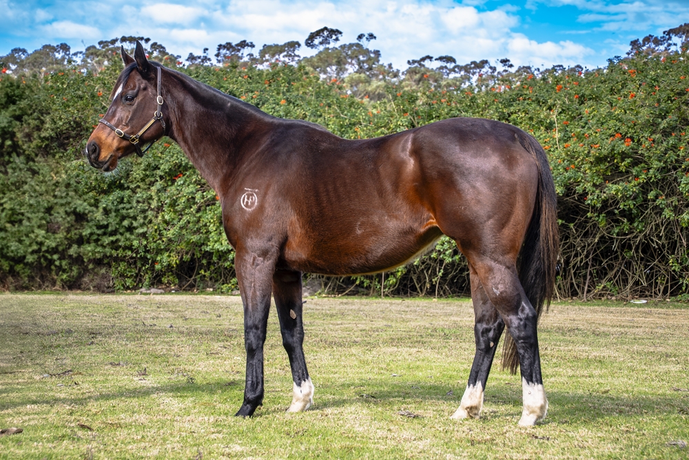 Echo Gal (AUS) - Image 1