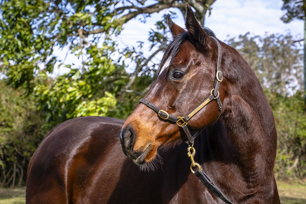 Echo Gal (AUS) - Image 2