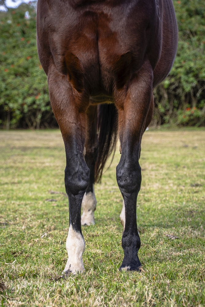 Echo Gal (AUS) - Image 3