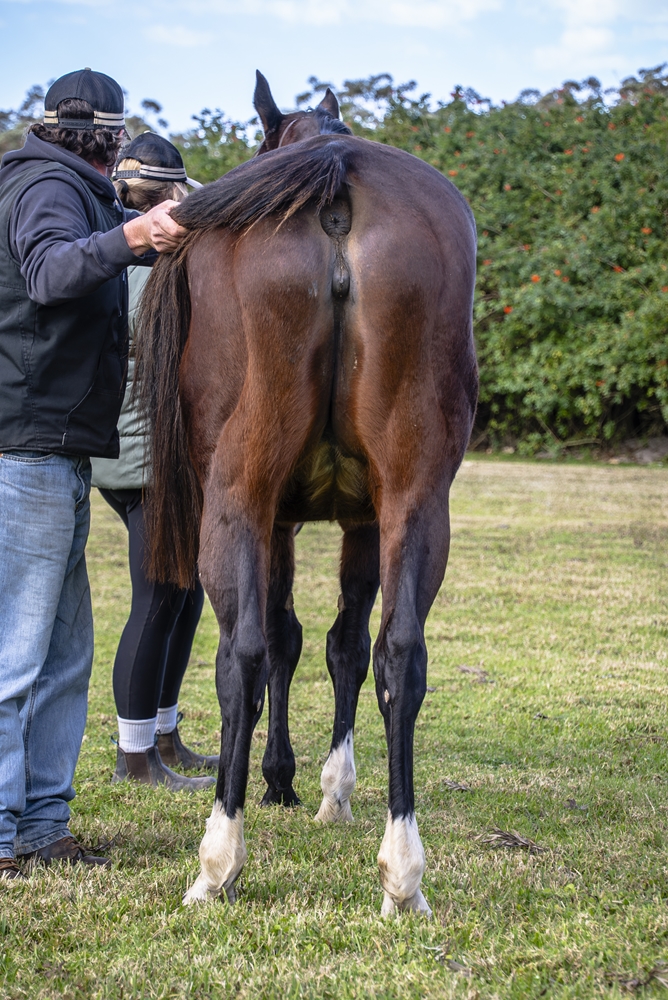 Echo Gal (AUS) - Image 4