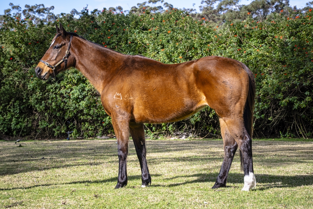 Echo Princess (AUS) - Image 1