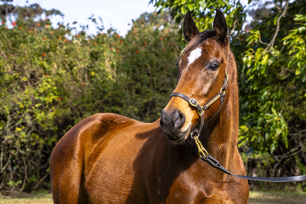 Echo Princess (AUS) - Image 2