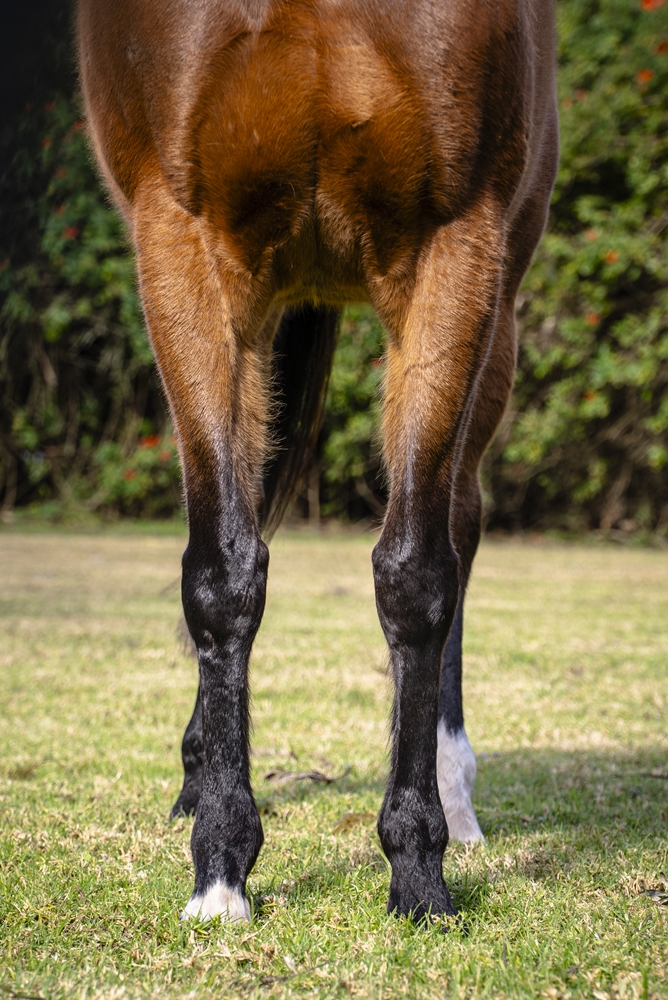 Echo Princess (AUS) - Image 3