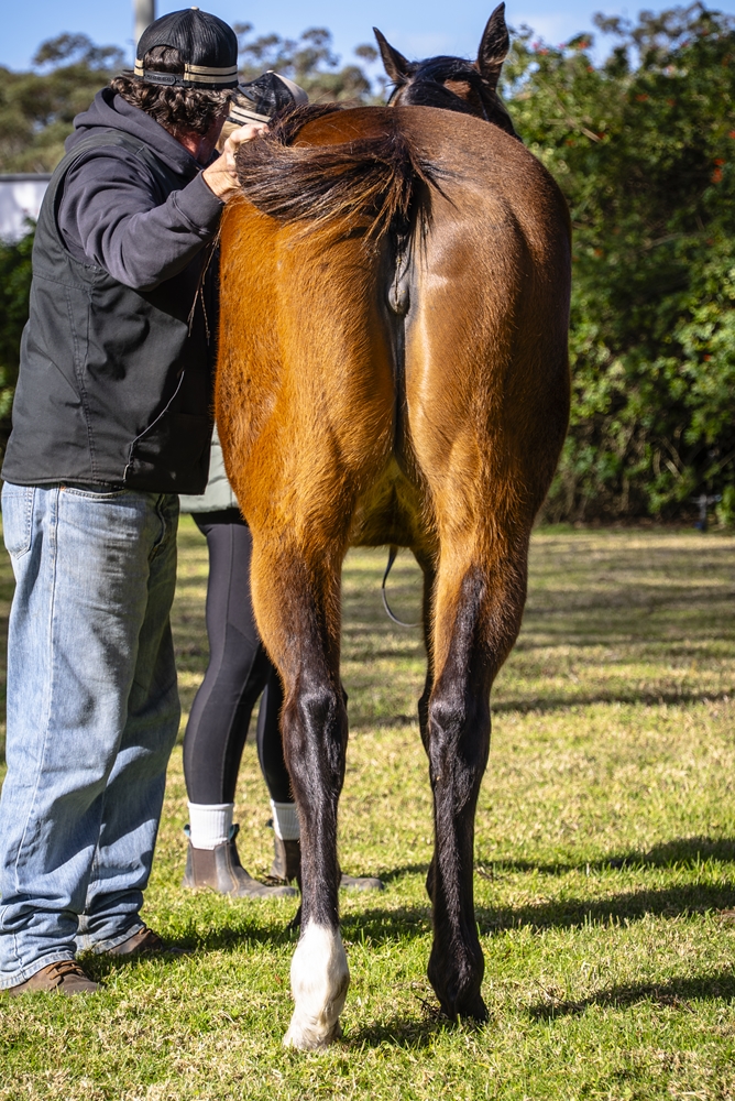 Echo Princess (AUS) - Image 4