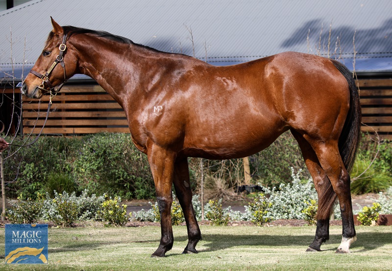 Lustre Lodge Buckin Beauty C.jpg - Image 1