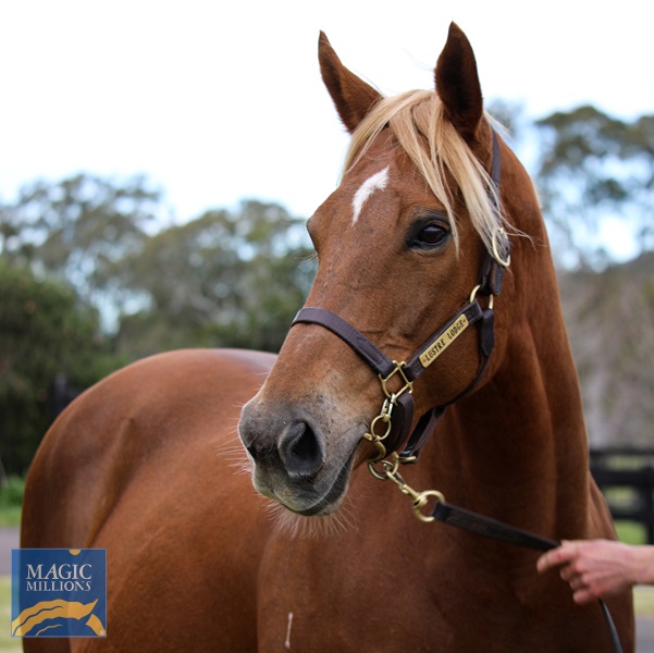 Lustre Lodge Champ Elect HS.jpg - Image 2