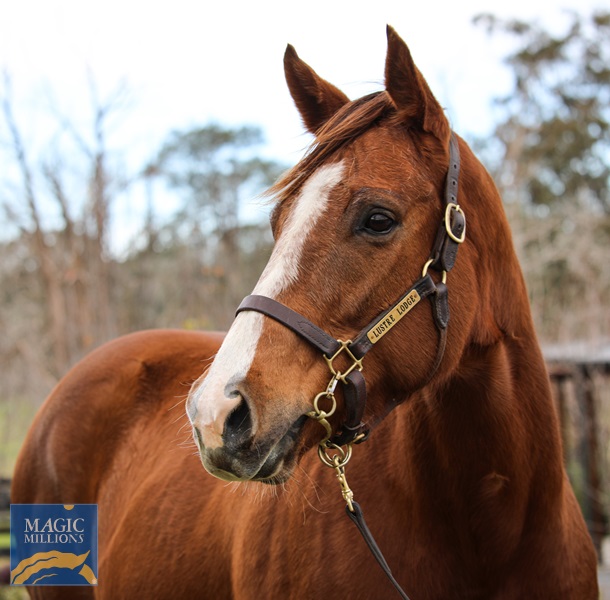 Lustre Lodge Zorocat HS.jpg - Image 2