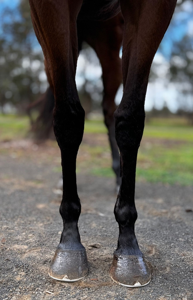 Flattered (AUS) - Image 6