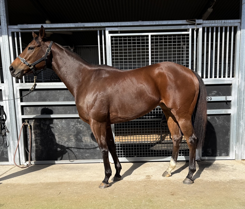 Fortunate Kiss (AUS) - Image 1