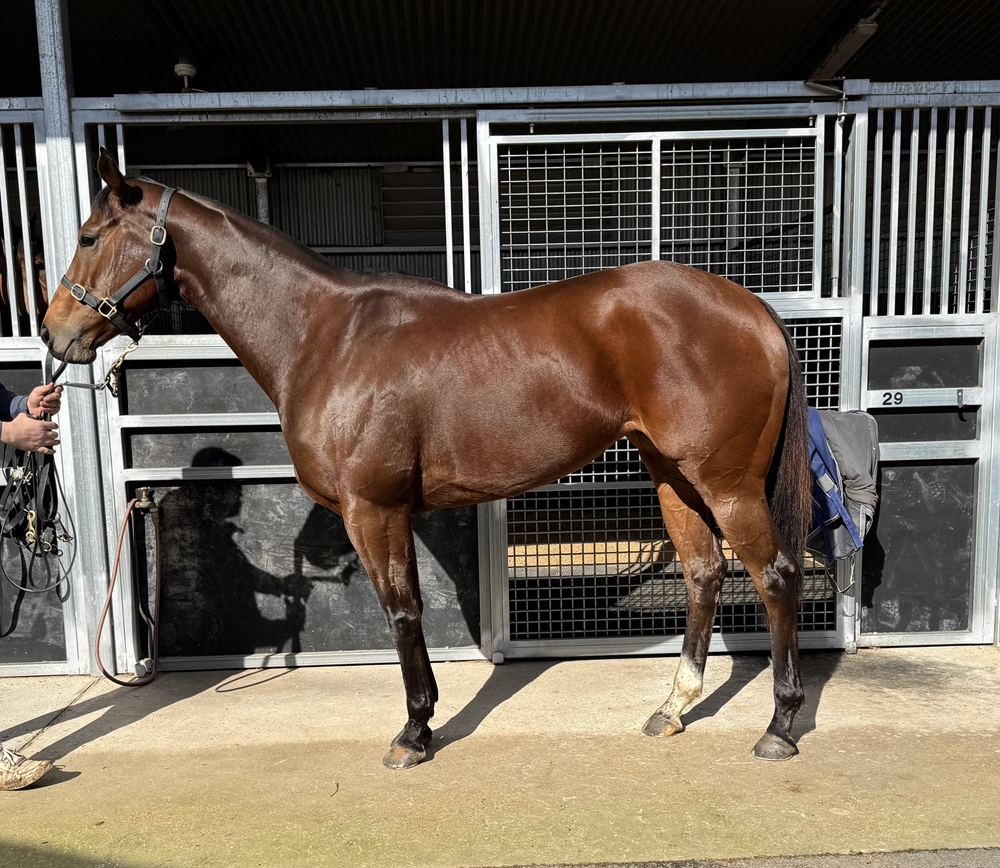 Fortunate Kiss (AUS) - Image 2