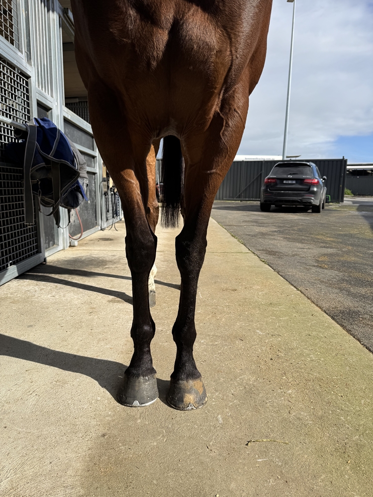 Fortunate Kiss (AUS) - Image 4