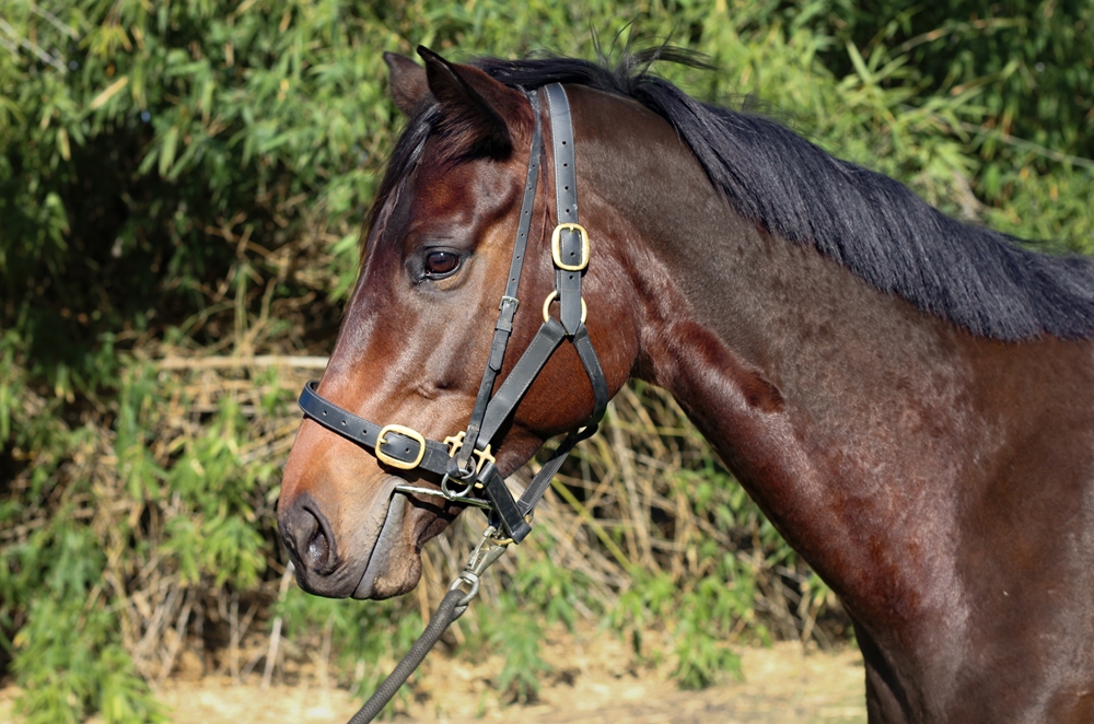 Enterprise Lucia (AUS) - Image 1