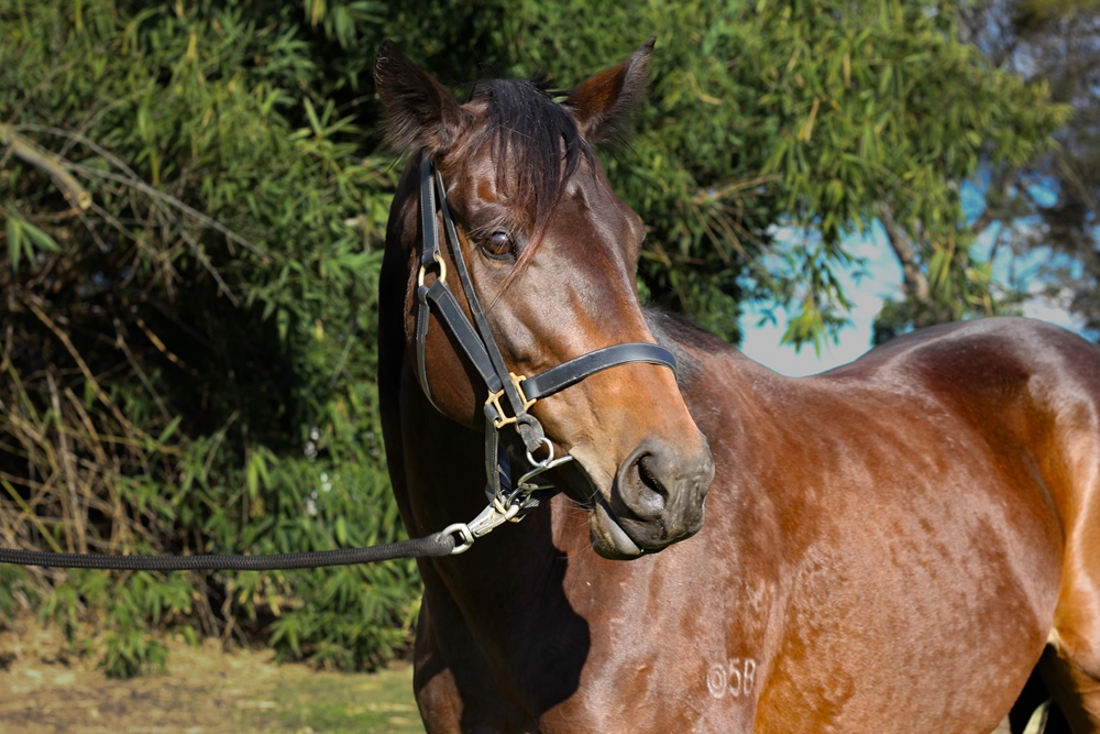 Enterprise Lucia (AUS) - Image 2