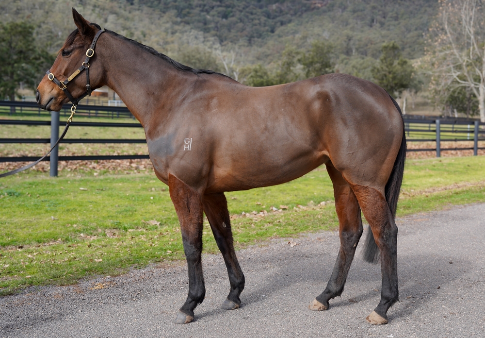 Juliette's Joy (NZ) - Image 1