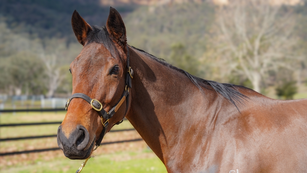 Juliette's Joy (NZ) - Image 2