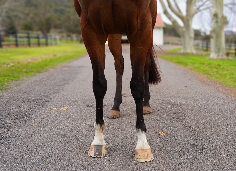 Lucky Straand (AUS) - Image 3