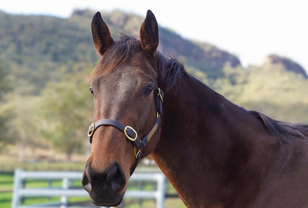 The Other Straand (AUS) - Image 2