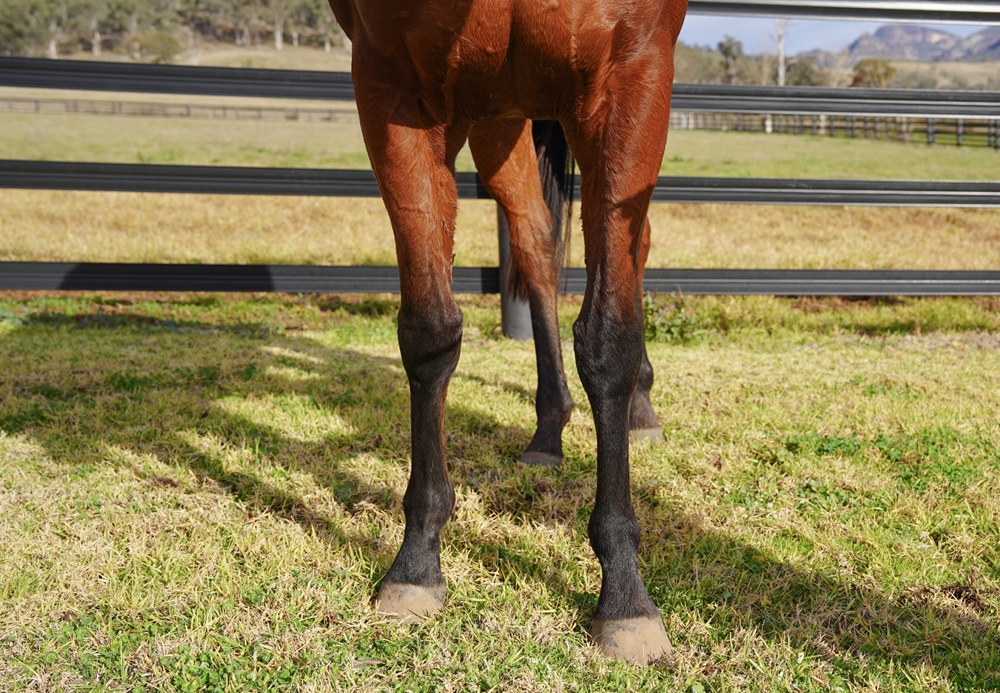 Snitz and Straand (AUS) - Image 3