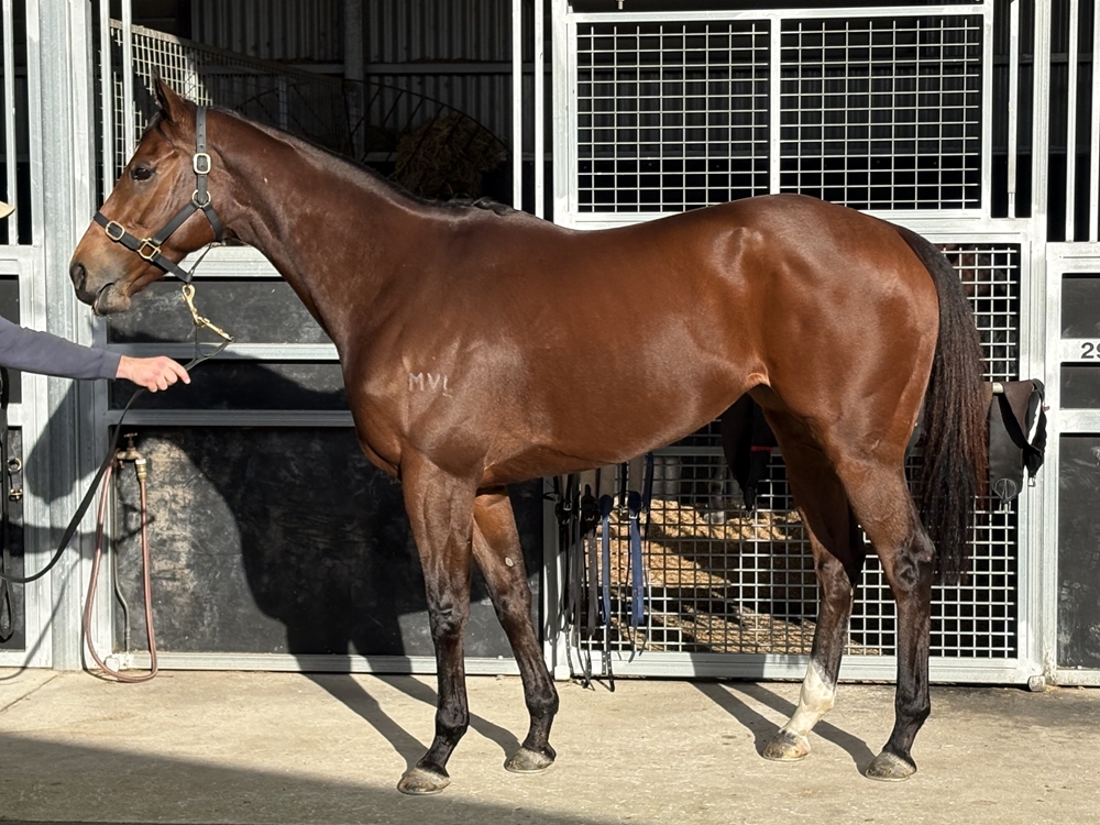 Fortunate Kiss (AUS) - Image 1