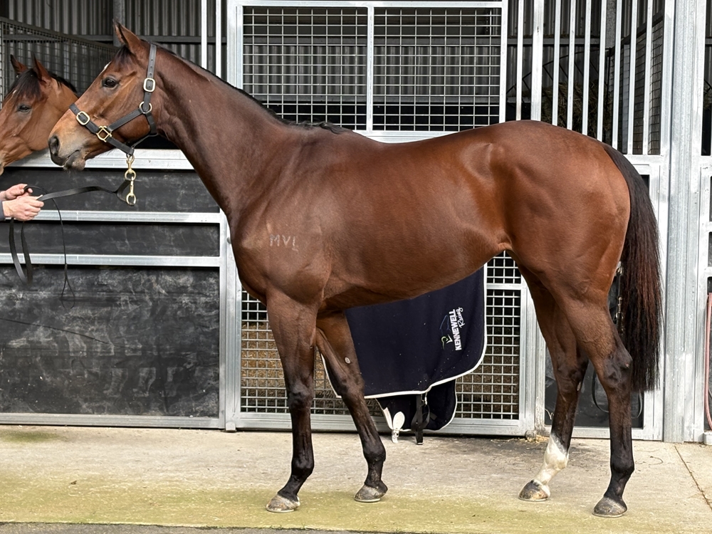 Fortunate Kiss (AUS) - Image 2