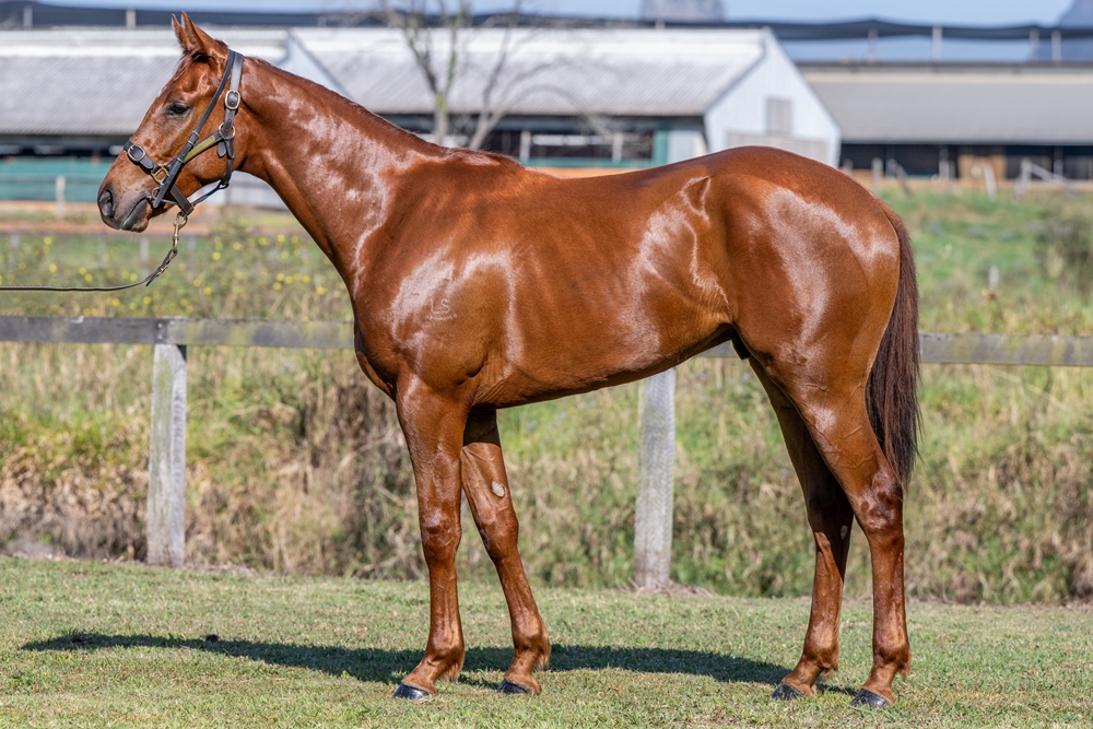 Encryption (AUS) / Ready to Belong (AUS) 2023 G - Image 1