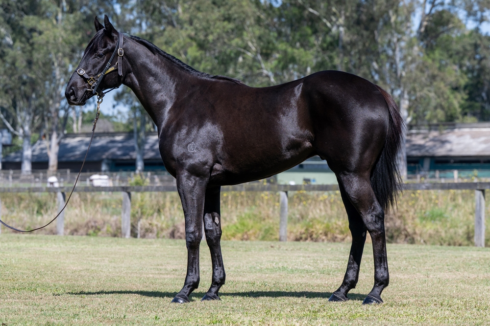 Encryption (AUS) / Saddles Bar (AUS) 2023 G - Image 1