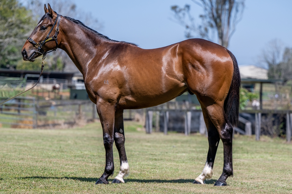 Sensei (AUS) / Billies Flyer (AUS) 2023 Colt - Image 1