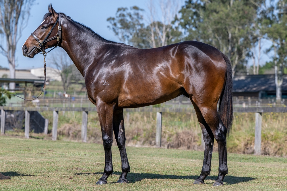 Barbaric (AUS) / Flying Style (AUS) 2023 Colt - Image 1