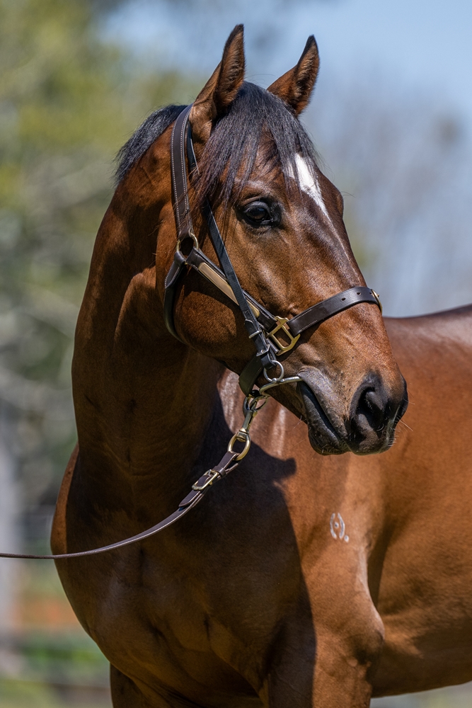 Sensei (AUS) / Billies Flyer (AUS) 2023 Colt - Image 2