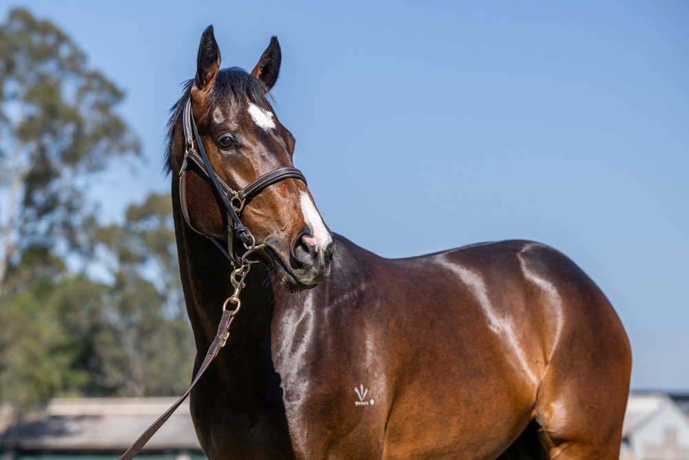 Barbaric (AUS) / Flying Style (AUS) 2023 Colt - Image 2