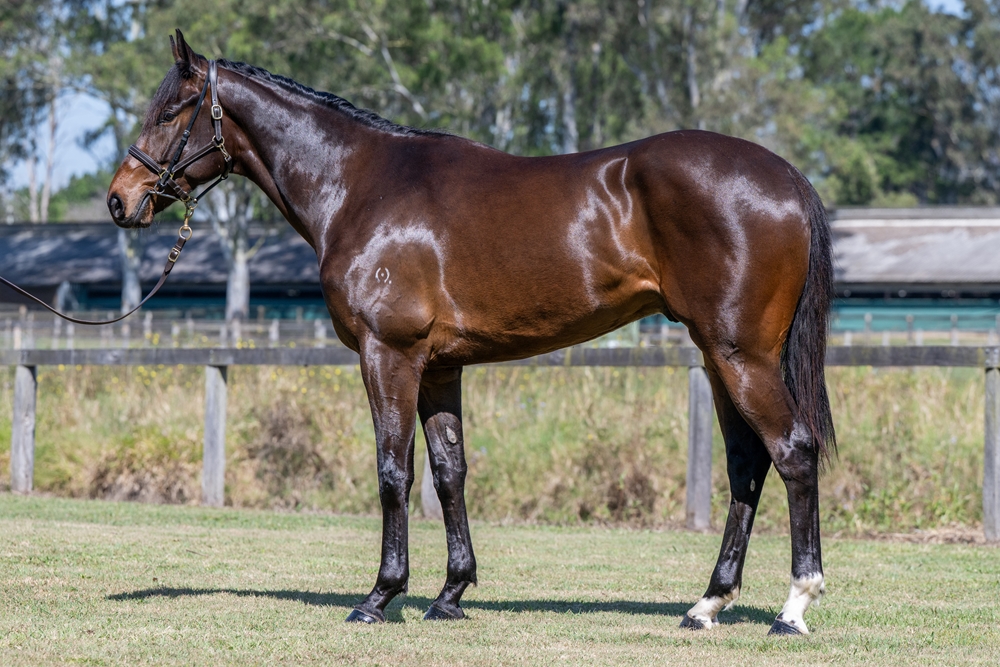 Sensei (AUS) / Minnie Costa (AUS) 2022 G - Image 1