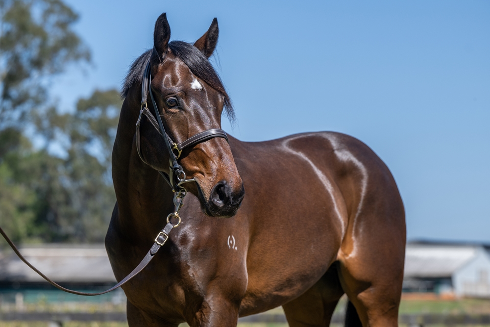 Sensei (AUS) / Minnie Costa (AUS) 2022 G - Image 2