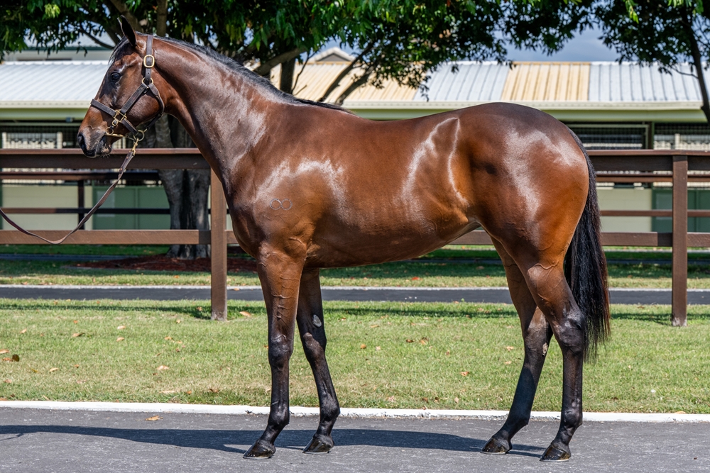 Wild Ruler (AUS) / Miss Trouble Maker (AUS) 2023 Filly - Image 1