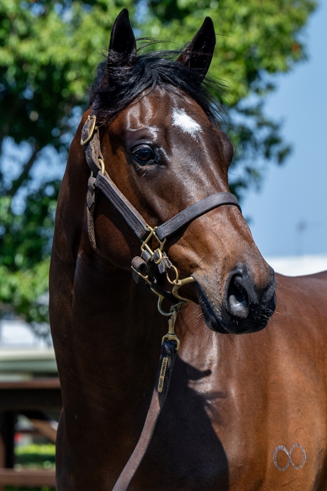 Wild Ruler (AUS) / Miss Trouble Maker (AUS) 2023 Filly - Image 2
