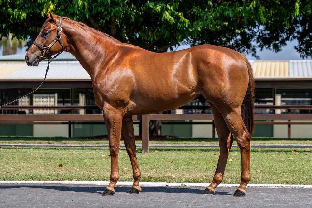 Written By (AUS) / Now You See (AUS) 2023 Colt - Image 1