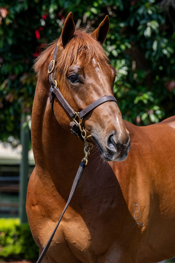 Written By (AUS) / Now You See (AUS) 2023 Colt - Image 2