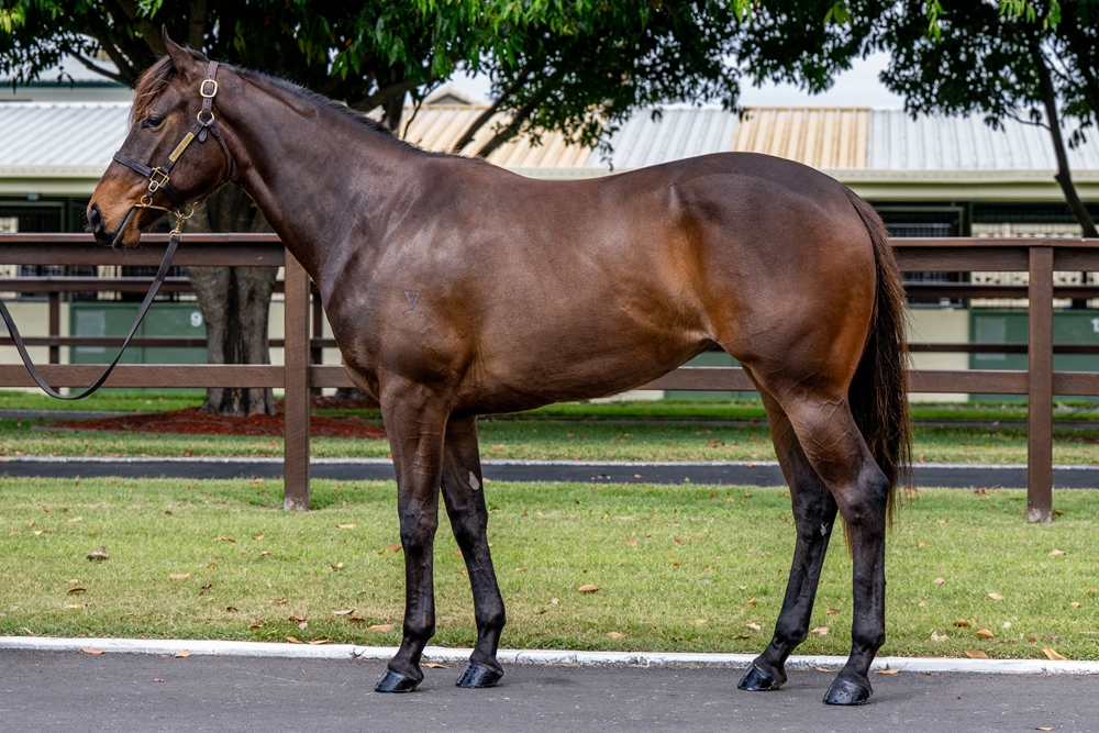 Farnan (AUS) / Thinking Cap (AUS) 2023 Filly - Image 1