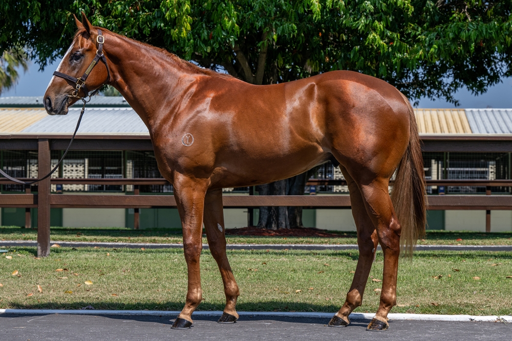 Written Tycoon (AUS) / True Moonlight (AUS) 2023 Colt - Image 1