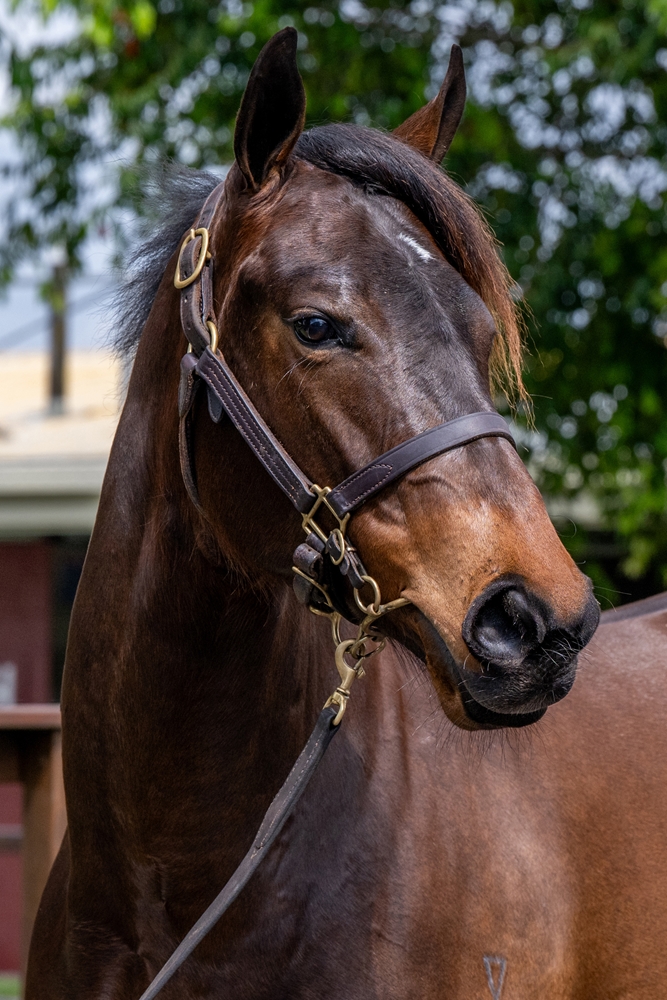 Farnan (AUS) / Thinking Cap (AUS) 2023 Filly - Image 2