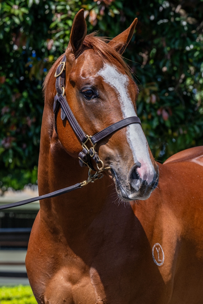 Written Tycoon (AUS) / True Moonlight (AUS) 2023 Colt - Image 2