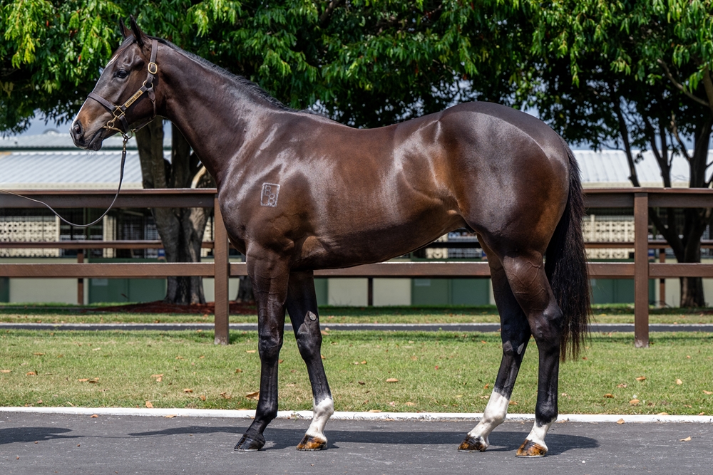 Hellbent (AUS) / Ultraviolet (AUS) 2023 Colt - Image 1