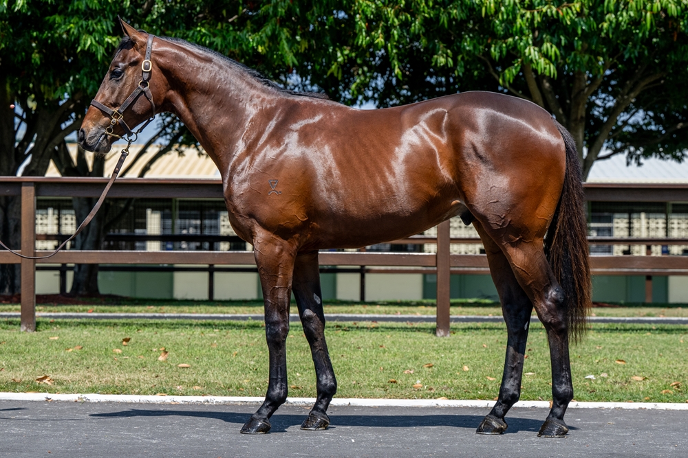Stay Inside (AUS) / Zing (AUS) 2023 Colt - Image 1