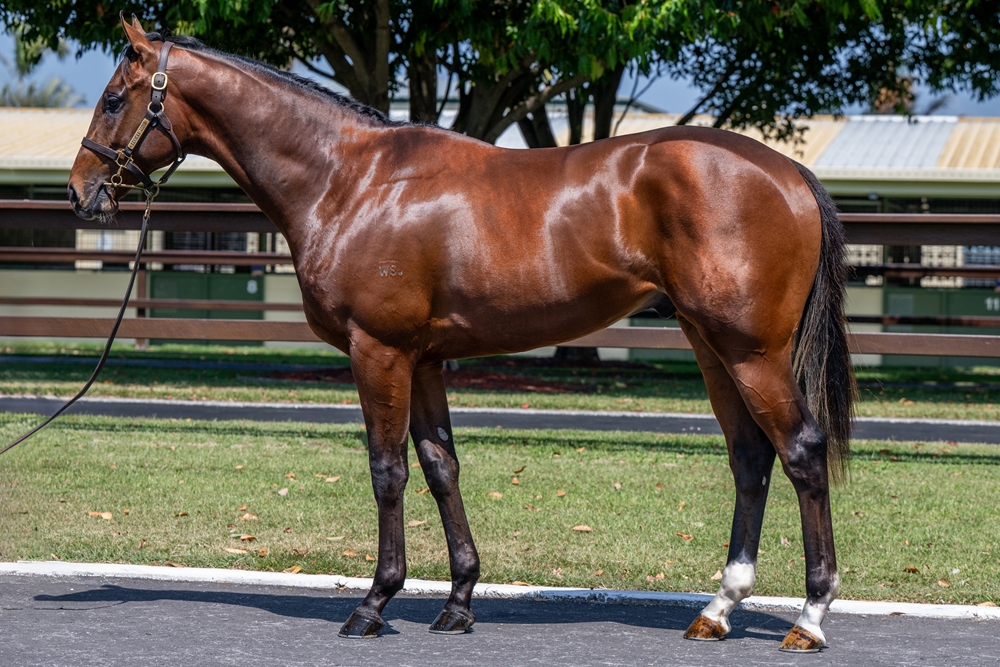 Pierata (AUS) / Angel Dane (AUS) 2023 Colt - Image 1