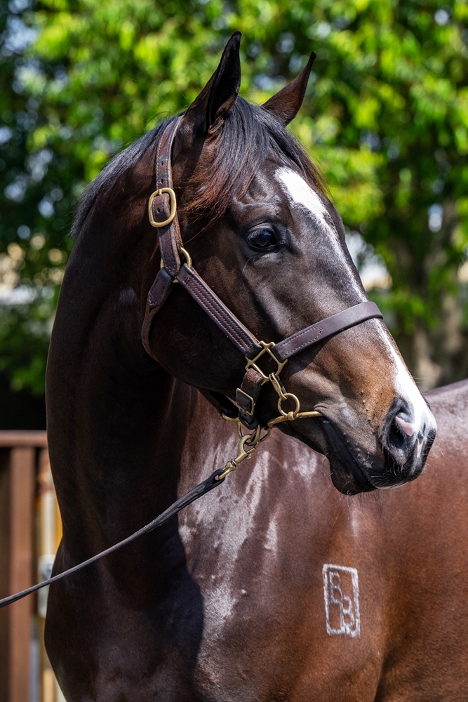 Hellbent (AUS) / Ultraviolet (AUS) 2023 Colt - Image 2