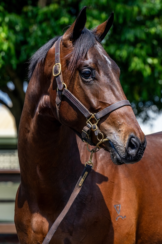Stay Inside (AUS) / Zing (AUS) 2023 Colt - Image 2
