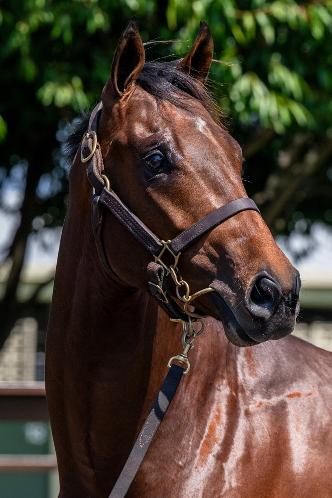 Pierata (AUS) / Angel Dane (AUS) 2023 Colt - Image 2