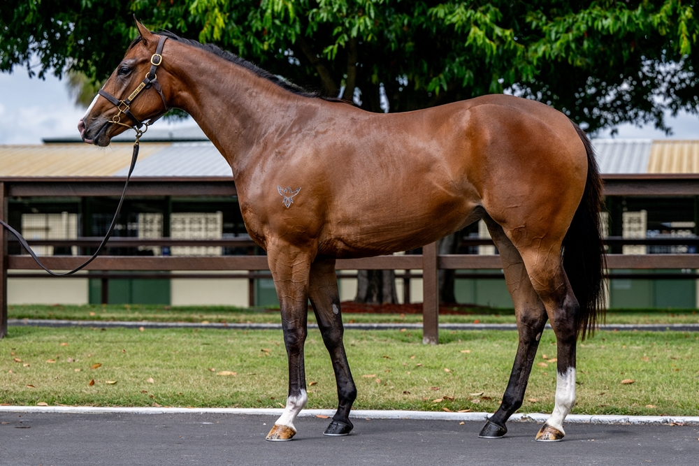 Aclaim (IRE) / Best Behavior (CAN) 2023 Filly - Image 1
