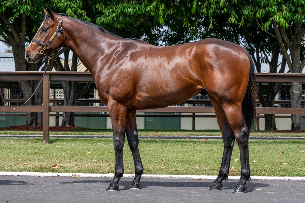 Russian Revolution (AUS) / Flaming (NZ) 2023 Colt - Image 1